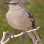 image of bird