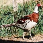 image of bird