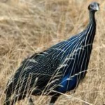 image of bird
