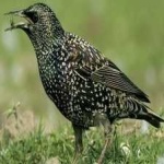 image of bird