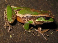 image of tree_frog #8