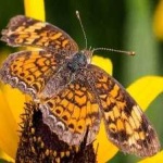 image of animal