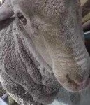 image of animal