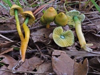 image of mushrooms