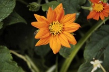 image of flower