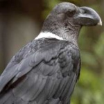 image of bird