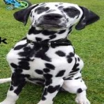 image of animal