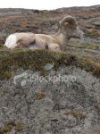 image of bighorn