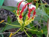 image of flower