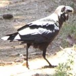 image of bird