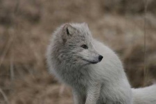image of arctic_fox