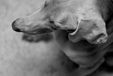 image of weimaraner #19