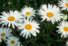 image of daisy