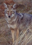 image of coyote #9
