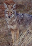 image of coyote