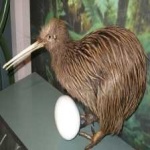image of bird
