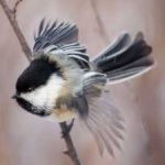 image of black_capped_chickadee #12