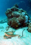 image of sea_snake