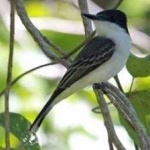 image of bird