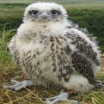 image of bird