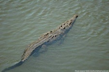image of crocodile