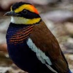 image of bird