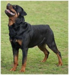 image of rottweiler