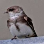 image of bird