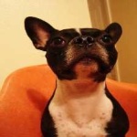 image of animal