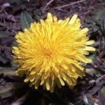 image of flower
