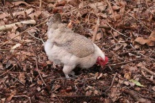 image of hen