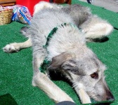 image of irish_wolfhound
