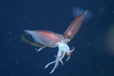 image of animal