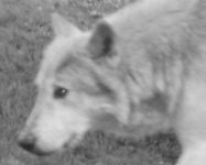 image of timber_wolf