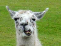 image of llama