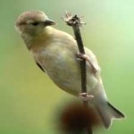 image of bird