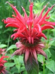 image of flower