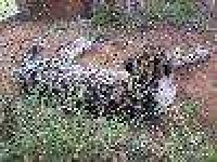 image of cheetah