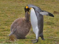 image of king_penguin