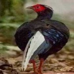image of bird