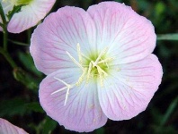 image of flower