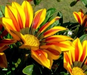 image of flower