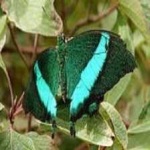 image of banded_butterfly #37