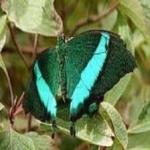 image of animal