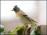 image of brambling