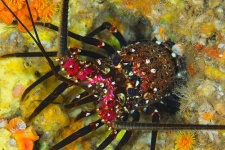 image of spiny_lobster