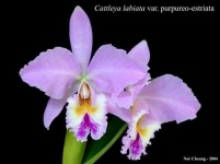 image of flower