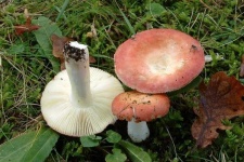 image of mushrooms