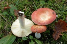 image of russula #25