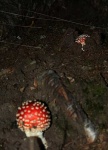 image of agaric